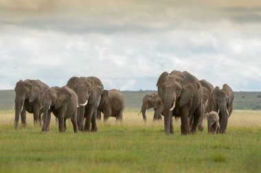 Afrika fili (Loxodonta africana) sürüsü bebekle birlikte Savana, Amboseli Ulusal Parkı, Kenya 'da yürüyor..