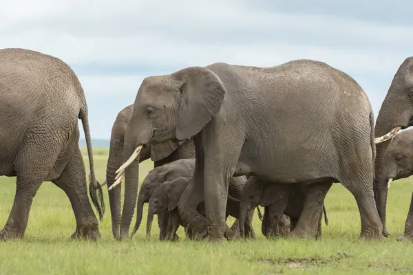 Afrika fili (Loxodonta africana) sürüsü Savana, Amboseli Ulusal Parkı, Kenya 'da birkaç bebekle birlikte yürüyor..