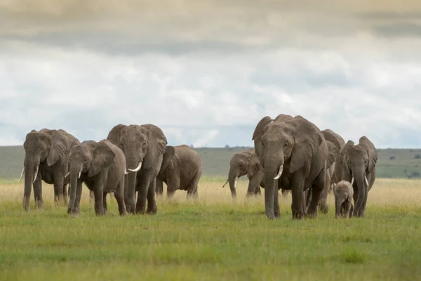 Manada Elefantes Africanos Loxodonta Africana Caminando Junto Con Bebé Savanna Imagen De Stock