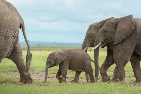 Elefante Africano Loxodonta Africana Bebé Caminando Detrás Madre Manada Parque — Foto de Stock