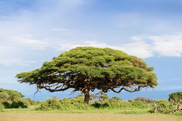 Drzewo Akacjowe Krajobrazie Park Narodowy Amboseli Kenia — Zdjęcie stockowe