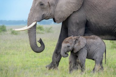 Afrika fili (Loxodonta africana) anne ve bebek savanada yürüyor, Amboseli ulusal parkı, Kenya.