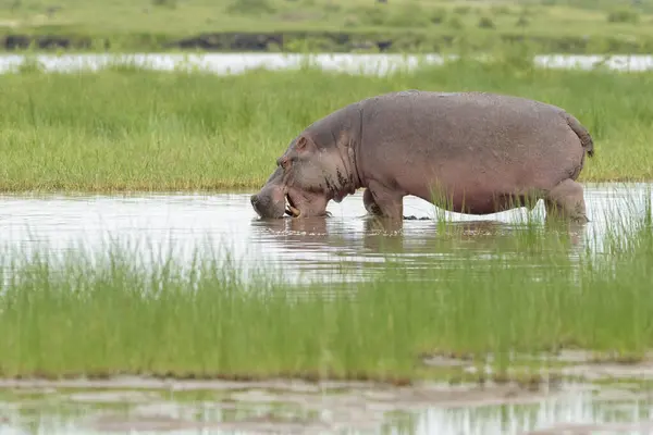 Hipopótamo Hippopotamus Amphibius Alimentándose Agua Parque Nacional Amboseli Kenia — Foto de Stock