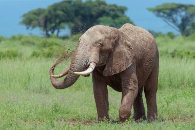 Afrika fili (Loxodonta africana) boğa çamur atıyor, Amboseli Ulusal Parkı, Kenya.