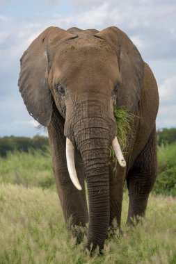 Afrika fili (Loxodonta africana), Kenya 'daki Amboseli Ulusal Parkı' na yakın otları yiyen boğa..