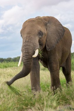Afrika fili (Loxodonta africana), Kenya 'daki Amboseli Ulusal Parkı' na yakın otları yiyen boğa..