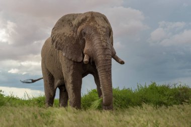 Afrika fili (Loxodonta africana), Kenya 'daki Amboseli Ulusal Parkı' nda kameraya bakarak çimen yiyen boğa..