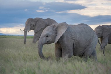 Afrika fili (Loxodonta africana), Kenya 'daki Amboseli ulusal parkında sürüyle birlikte yürüyen bir genç..