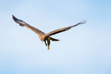Tawny Eagle (Aquila rapax) av peşinde, Masai Mara, Kenya