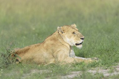 Dişi aslan (Panthera leo), Kenya 'daki Maasai Mara Ulusal Rezervi' nde uzanıyor.