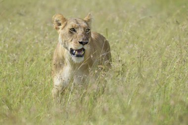 Dişi aslan (Panthera leo) Savana, Masai Mara Ulusal Rezervi, Kenya 'da yürüyor