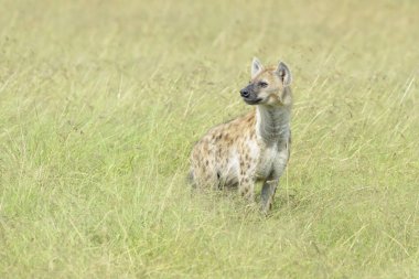 Görülen Sırtlan (Crocuta crocuta) Savana, Masai Mara, Kenya