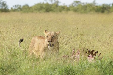 Dişi aslan (Panthera leo) Savana, Maasai Mara Ulusal Rezervi, Kenya 'daki leşin yanında.