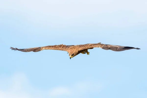 Tawny Eagle Aquila Rapax Flyger Med Blå Himmel Masai Mara — Stockfoto