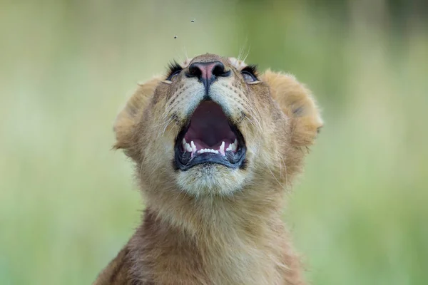 Young Lion Cub Panthera Leo Byting Flies Maasai Mara National — Stock Photo, Image