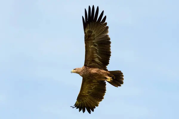 Tawny Eagle Aquila Rapax Volo Con Cielo Blu Masai Mara Immagini Stock Royalty Free