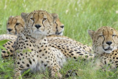 Çita (Acinonyx jubatus) portresi, grup halinde yatar, kameraya bakar, Masai Mara Ulusal Rezervi, Kenya