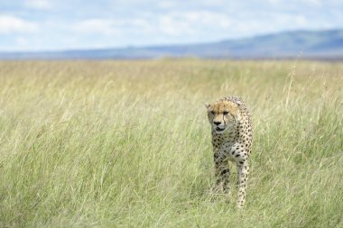 Çita (Acinonyx jubatus) Savana, Masai Mara Ulusal Rezervi, Kenya