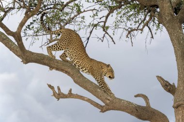 Afrika leoparı (Panthera pardus), Kenya 'daki Akasya ağacındaki ağaç dalına uzanır.