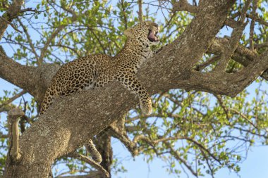 Afrika leoparı (Panthera pardus) akasya ağacında uzanıp esniyor, Masai Mara, Kenya