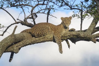 Afrika leoparı (Panthera pardus) akasya ağacında uzanmış kamera, Masai Mara, Kenya