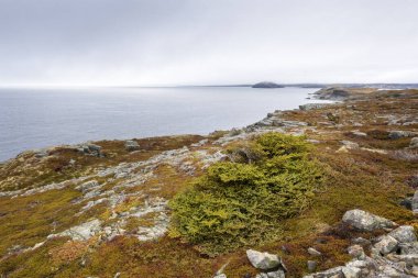 St. George Körfezi 'ne bakan kıyı şeridi, Newfoundland & Labrador, Kanada