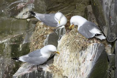 Kara bacaklı Kittiwake (Rissa tridactyla) grubu kayalık yuvalarda, Cape St. Mary 's Ekolojik Rezervi, Newfoundland, Kanada