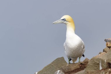 Kuzey Gannet (Morus bassanus), Cape St. Mary 's Ekolojik Rezervi, Cape St. Mary' s, Avalon Yarımadası, Newfoundland, Kanada 'da uçurumda duruyor..