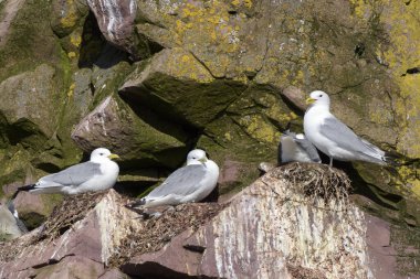 Kara bacaklı Kittiwake (Rissa tridactyla) grubu uçurum yuvaları, Witless Bay Ekolojik Rezervi, Newfoundland, Kanada