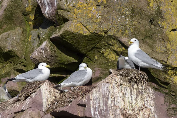 Kara bacaklı Kittiwake (Rissa tridactyla) grubu uçurum yuvaları, Witless Bay Ekolojik Rezervi, Newfoundland, Kanada