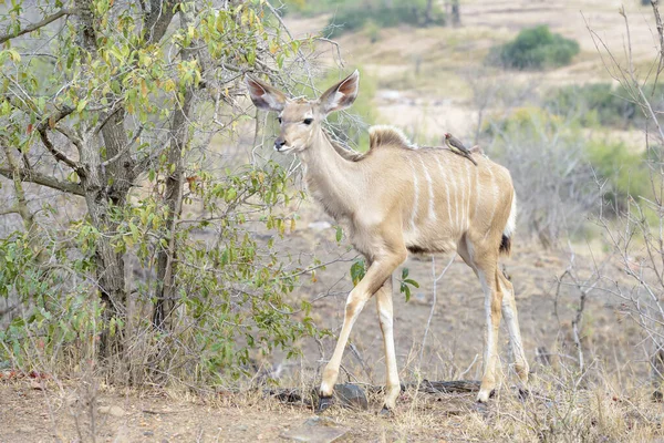 Büyük Kudu (Tragelaphus strepsiceros) kırmızı gagalı öküz kuşları (Buphagus erythrorhynchus), Kruger ulusal parkı, Güney Afrika.