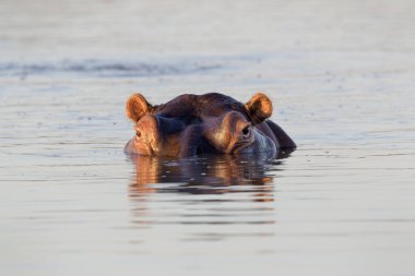 Suaygırı (Hippopotamus amfibi) suda kameraya bakarak, Kruger Ulusal Parkı, Güney Afrika.