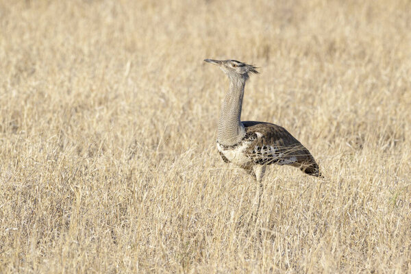 Кори Бустард (Ardeotis) прогуливается по саванне, Национальный парк Крюгера, Южная Африка.