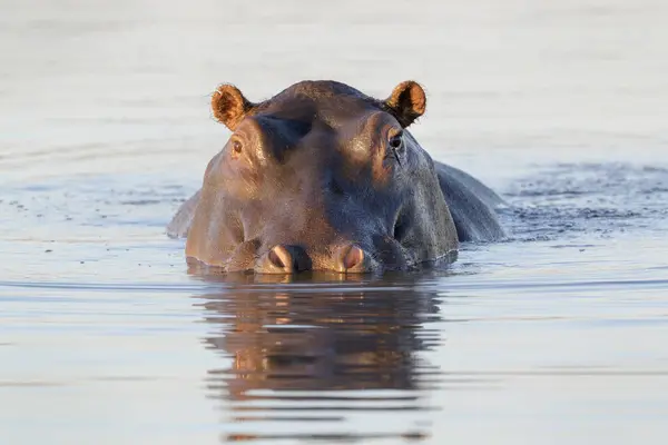 Hippopotamus Hippopotamus Amphibius Kamerába Néző Vízben Kruger Nemzeti Park Dél Stock Fotó