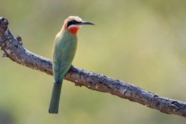 Beyaz önlü arı yiyici (Merops bullockoides) bir dalda, Kruger Ulusal Parkı, Güney Afrika.