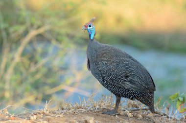 Miğferli Gine Baykuşu (Numida meleagris) portresi, yakın plan, Kruger Ulusal Parkı, Güney Afrika.