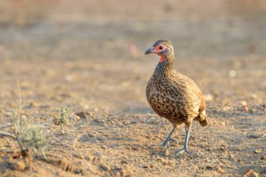 Kızıl boyunlu Spurfowl (Pternistes afer), Kruger Ulusal Parkı, Güney Afrika,
