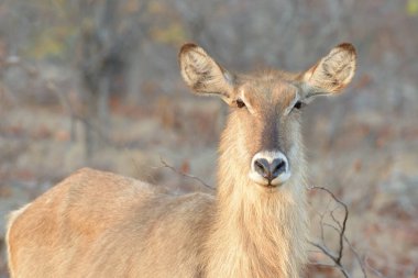 Waterbuck (Kobus ellipsiprymnus) kadın portresi, Kruger Ulusal Parkı, Güney Afrika.