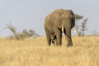 Afrika fili (Loxodonta africana) savana, Kruger Ulusal Parkı, Transvaal, Güney Afrika