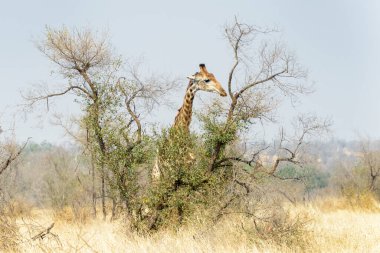 Zürafa (Zürafa camelopardalis), Akasya ağacından beslenir. Kruger Ulusal Parkı, Güney Afrika.