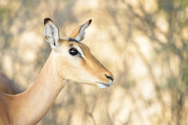 Impala (Aepyceros melampus), kadın portresi, Kruger Ulusal Parkı, Güney Afrika.