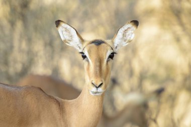 Impala (Aepyceros melampus), kameraya bakan kadın portresi, Kruger Ulusal Parkı, Güney Afrika.