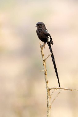 Saksağan örümceği (Corvinella melanoleuca), Güney Afrika 'da Kruger Ulusal Parkı' nda bir dalda oturuyor.,