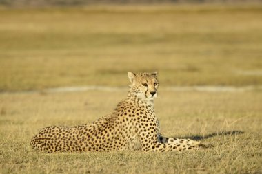 Çita (Acinonyx jubatus) portresi, savana, Ngorongoro koruma alanı, Tanzanya.