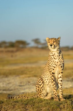Çita (Acinonyx jubatus) portresi, savana, Ngorongoro koruma alanı, Tanzanya.