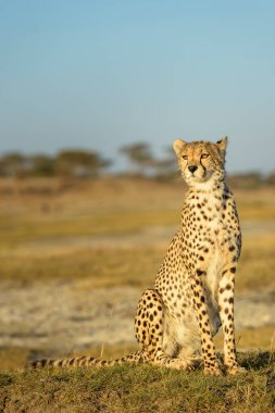 Cheetah (Acinonyx jubatus) portrait, sitting on savanna, Ngorongoro conservation area, Tanzania. clipart