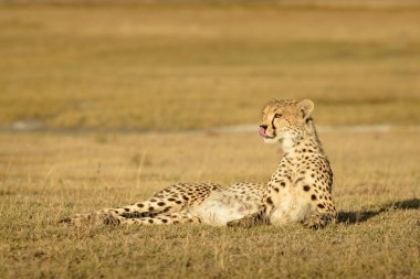 Çita (Acinonyx jubatus) portresi, savana, Ngorongoro koruma alanı, Tanzanya.