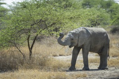 Afrika Fili (Loxodonta africana) akasya ağacı, Ngorongoro koruma alanı, Tanzanya.
