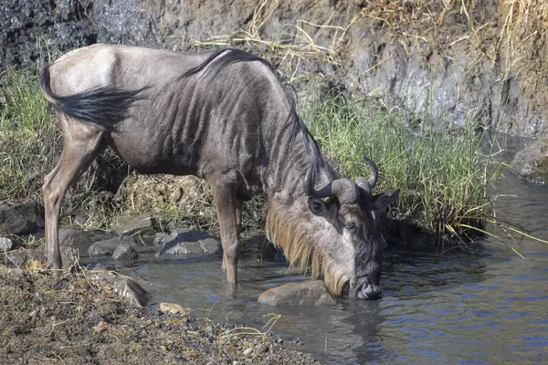 stock image Blue wildebeest, brindled gnu (Connochaetes taurinus) drinking water, Serengeti national park, Tanzania.