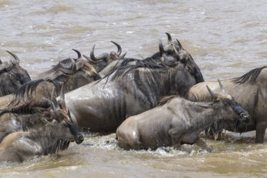 Mavi antilop, getirilmiş gnu (Connochaetes taurinus) sürüsü büyük göç sırasında Mara Nehri 'ni geçer, Serengeti Milli Parkı, Tanzanya.